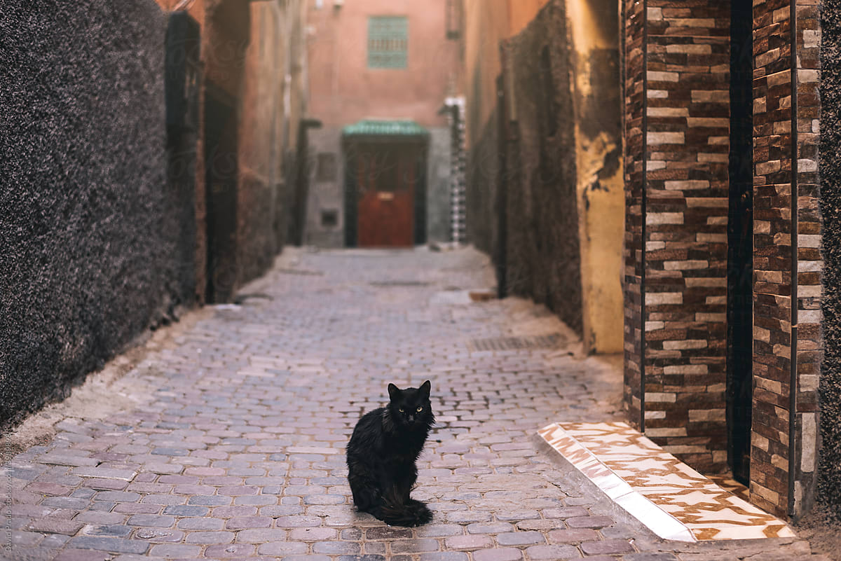 Black cat in the middle of the street