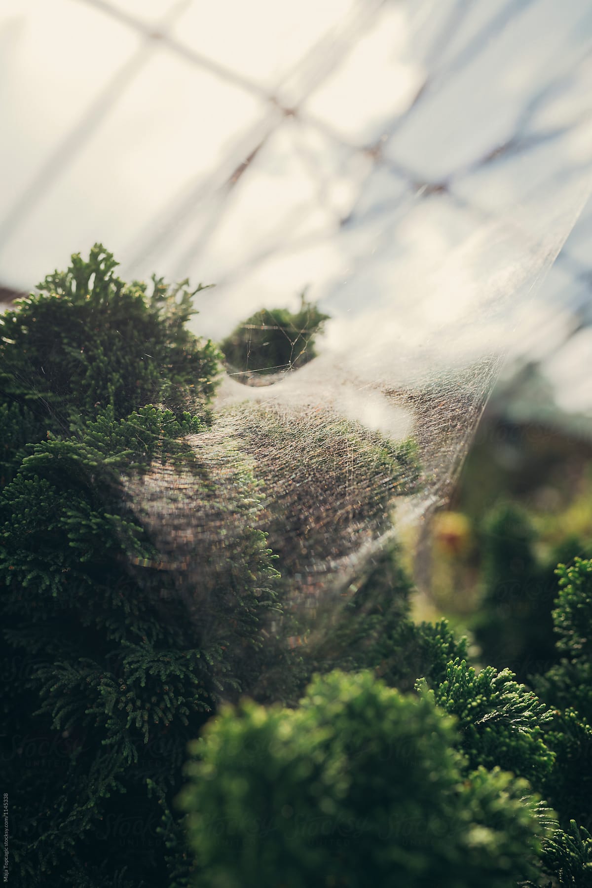 Spider web in a botanical garden