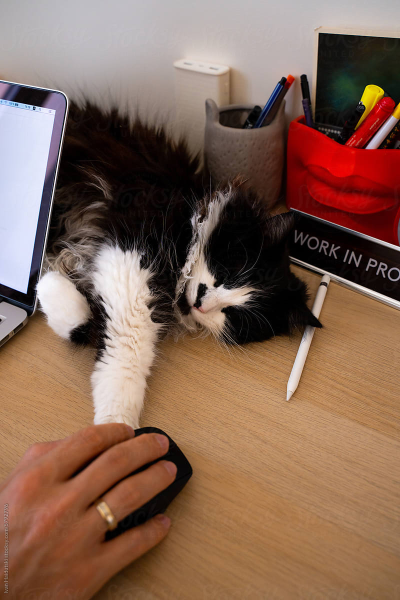 Cat sleeping at home workspace, freelancer create digital illustration