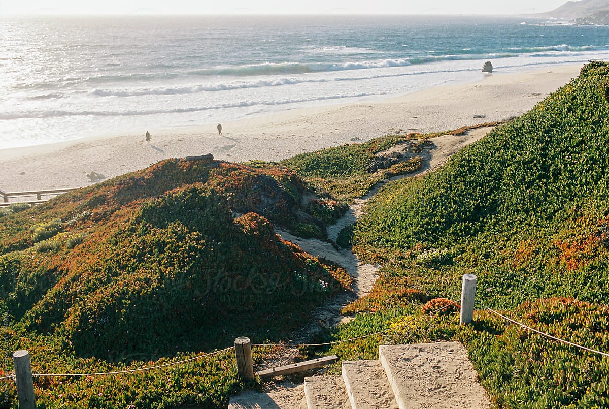 View "California Sea Otter State Game Refuge" by Stocksy Contributor "Sonya  Khegay" - Stocksy