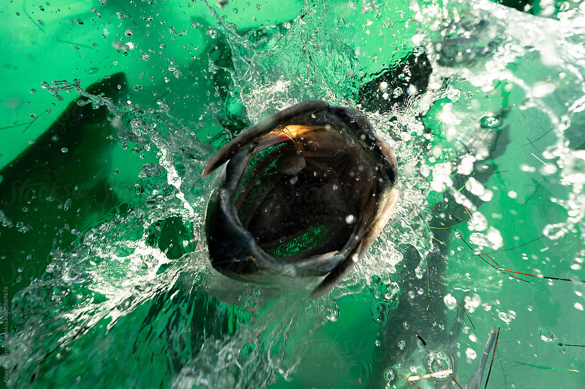 Tarpon fish jumping out of the water open mouthed