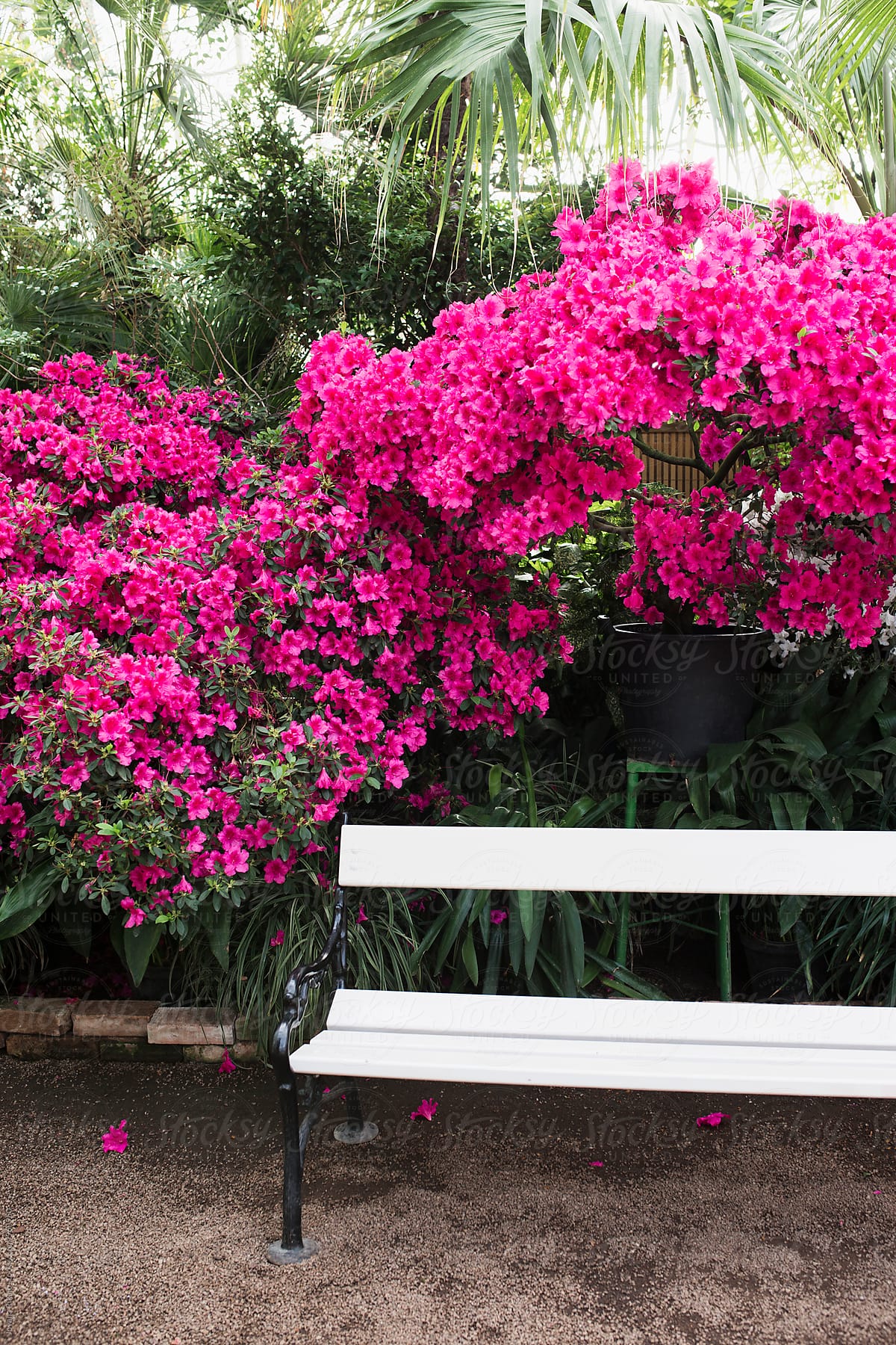 Bench and pink flowers