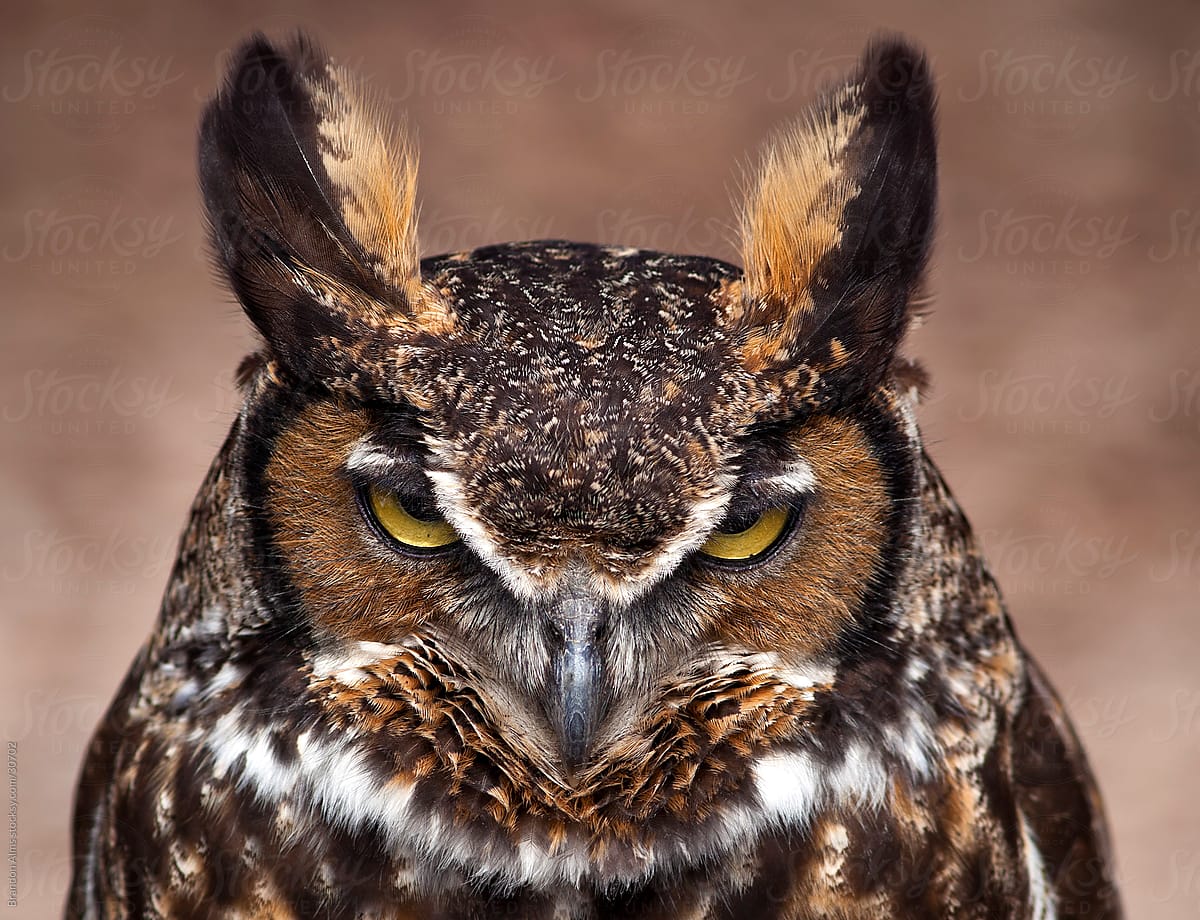 Great Horned Owl with Angry Expression