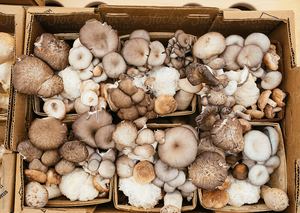 Mushrooms for Sale at Farmer\'s Market