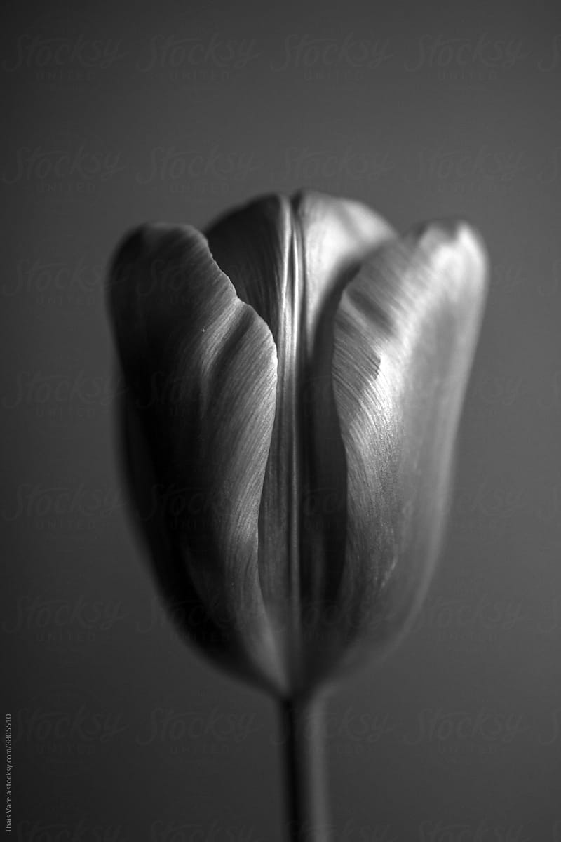 dutch tulip