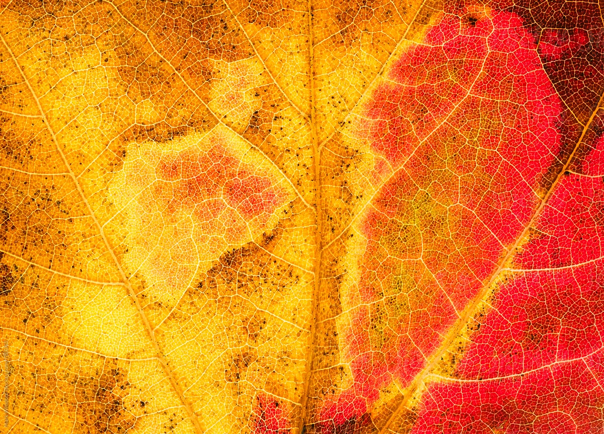 Backlit Scarlet maple leaf in Autumn, closeup