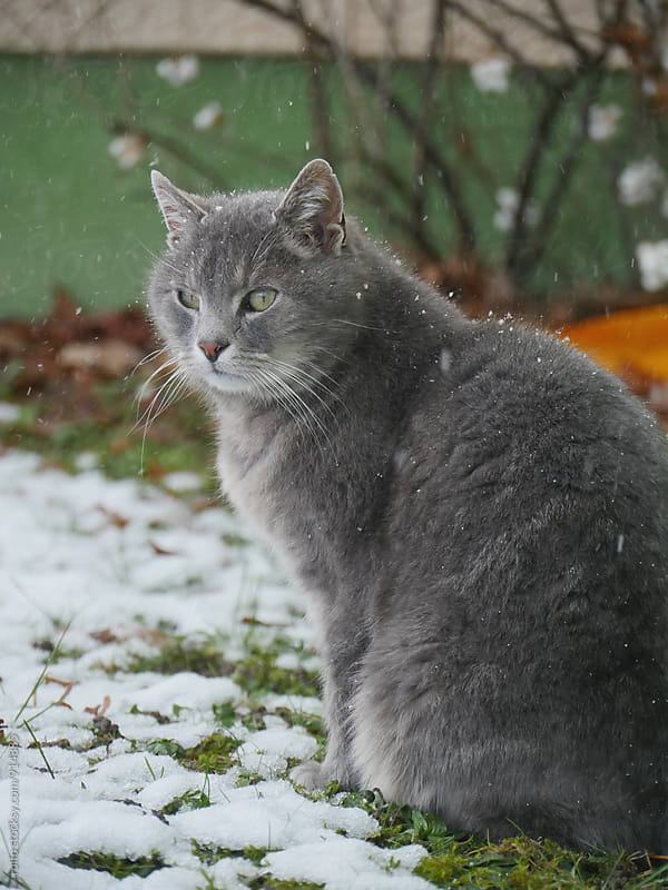 Close-up of serious grey cat under snowfall