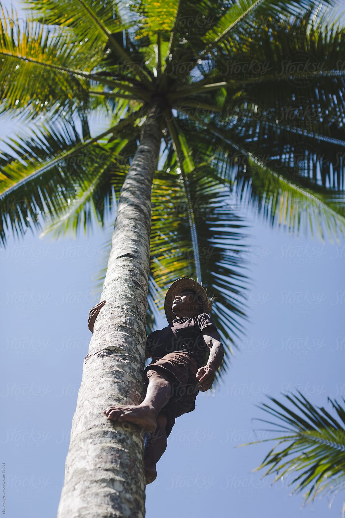 Man climbing a palm tree to get coconut