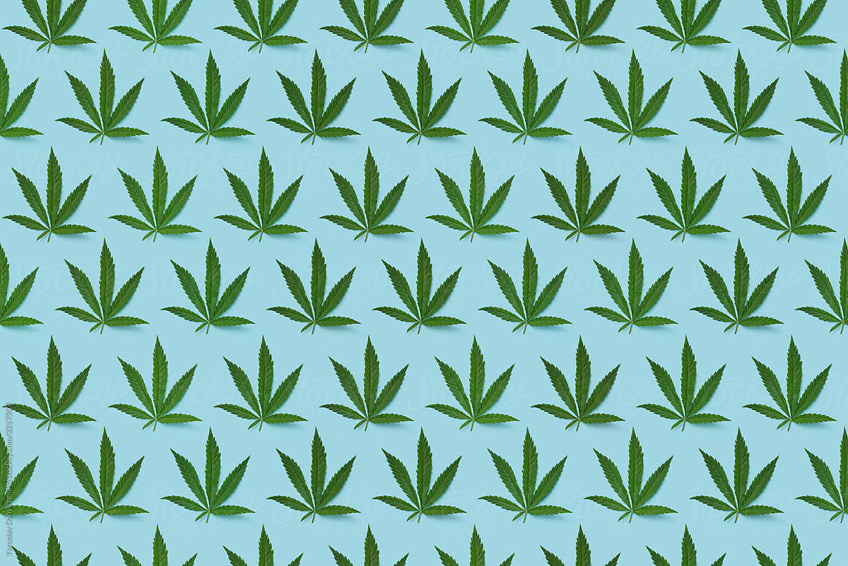 Herbal pattern from green marijuana leaves.