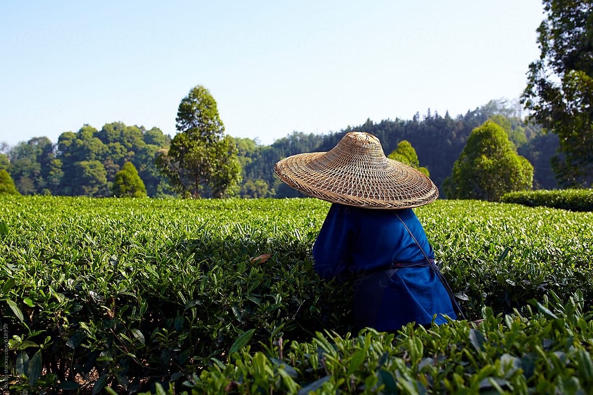 farmer picking tea in the tea plantation