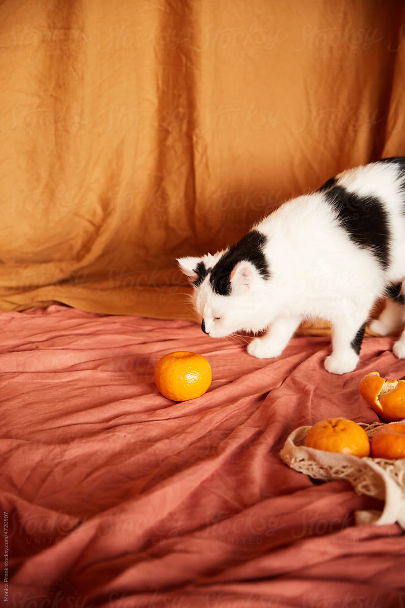 Kitty with Linen & Mandarins