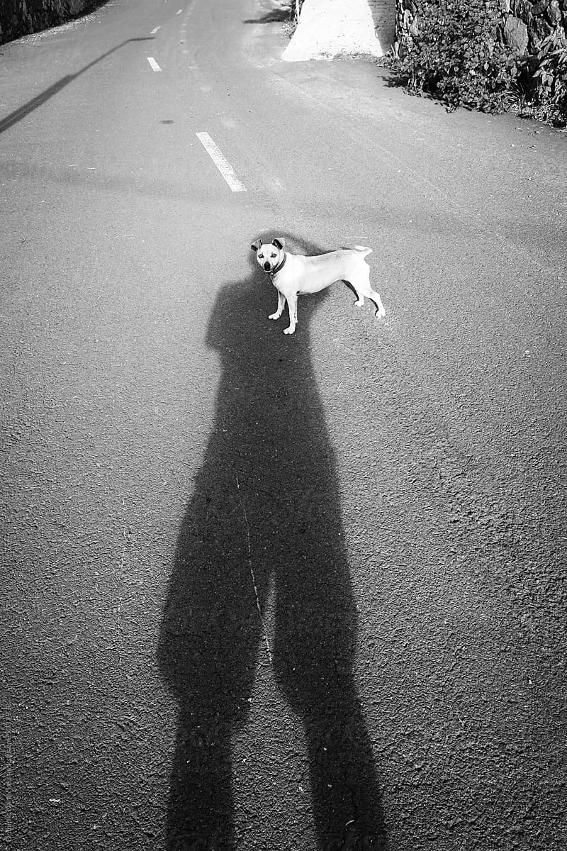 A human shadow on a dog.
