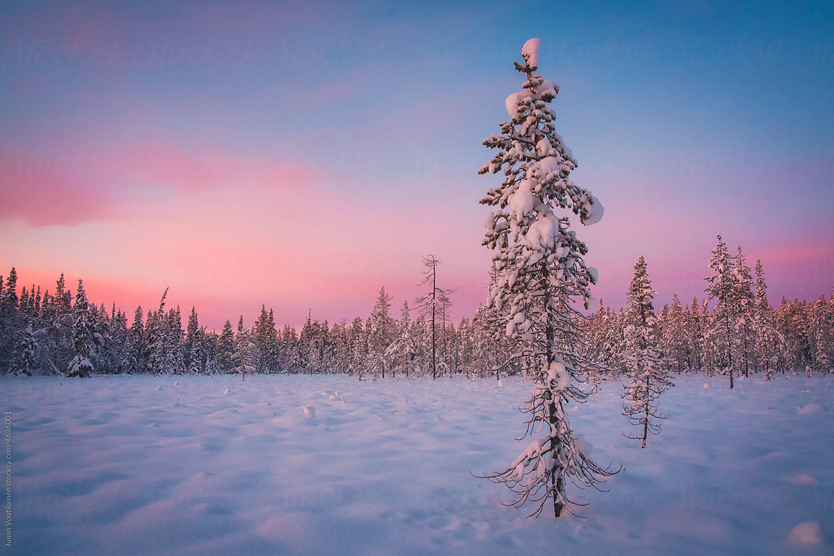 Boreal Forests In the Winter Create an Almost Mythical Atmosphere