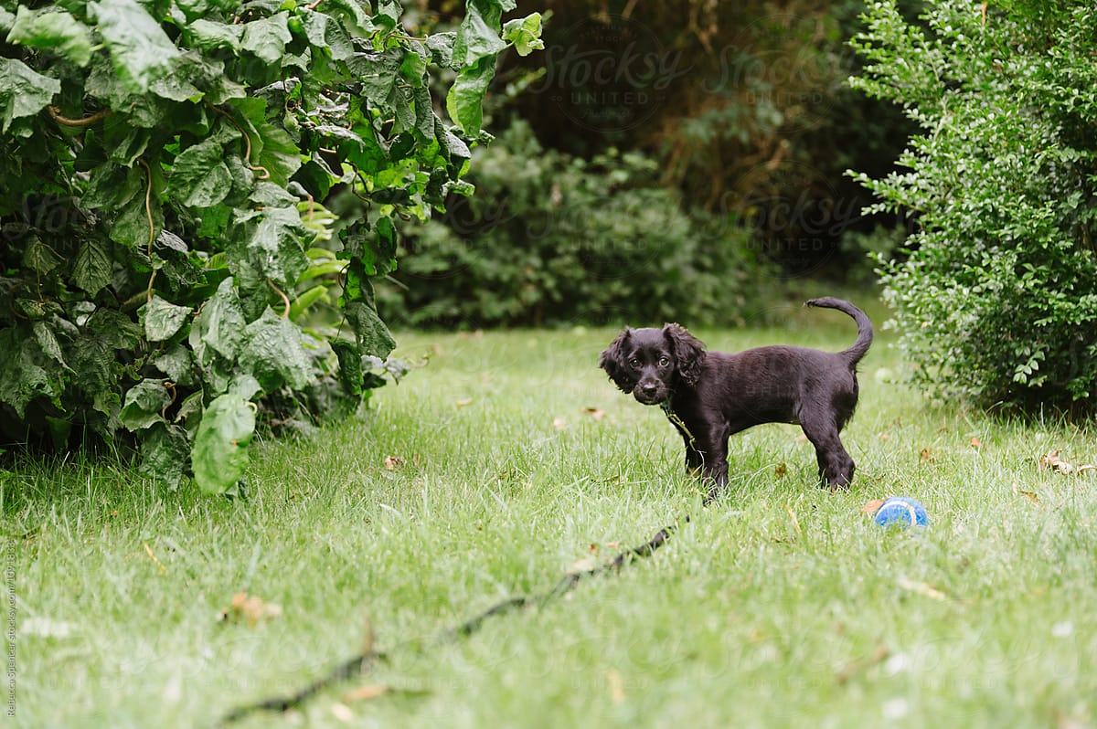Small puppy outside on a lead in the garden
