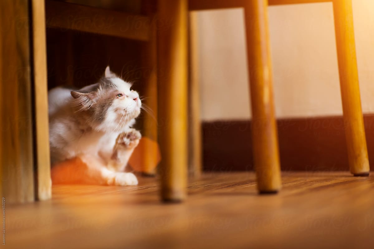A cute cat scratching under table and chair