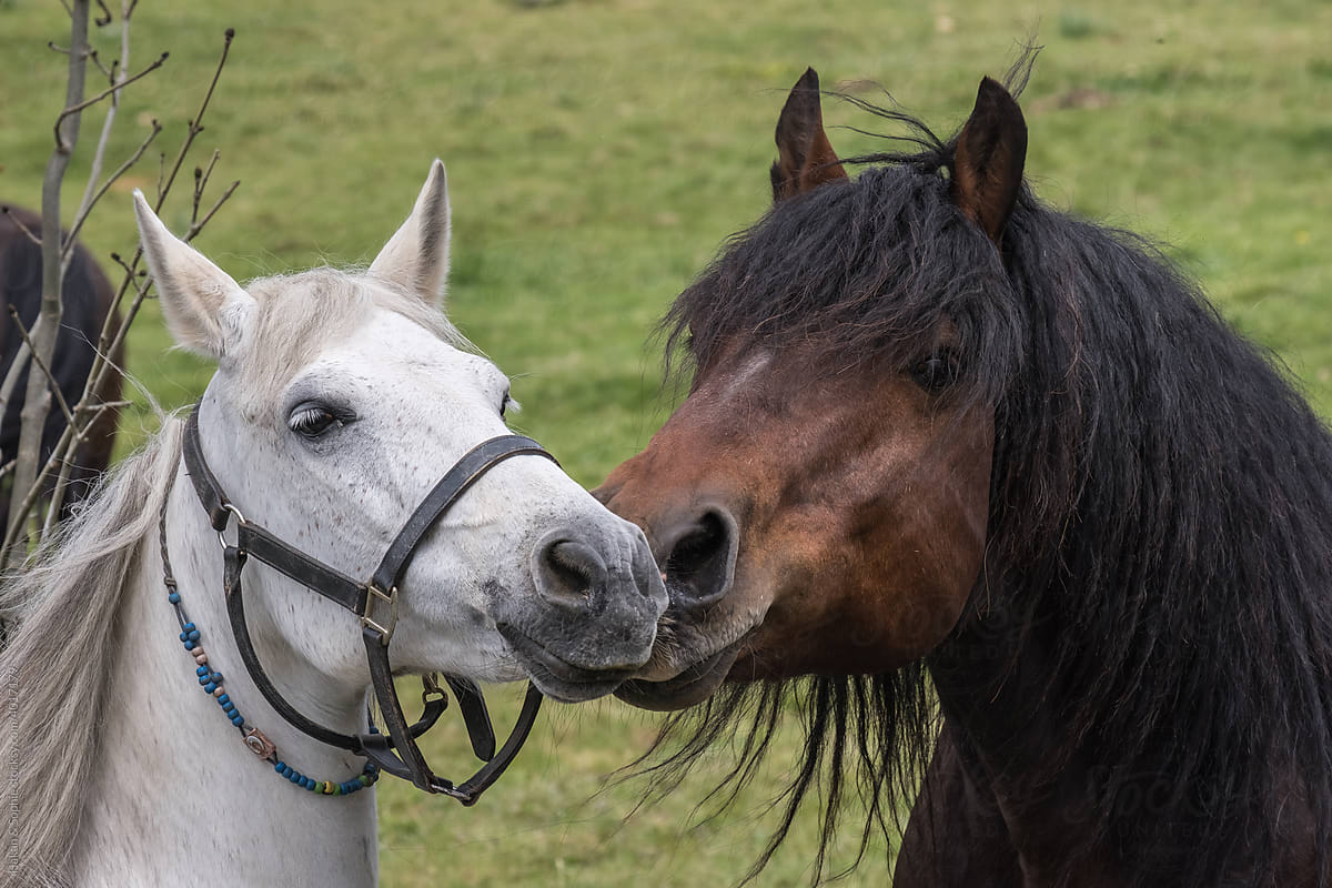 flirting horses