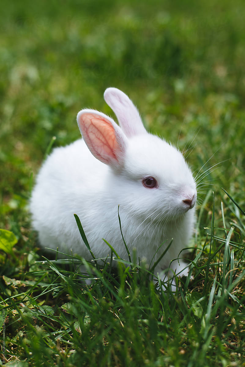 White baby rabbit in the grass