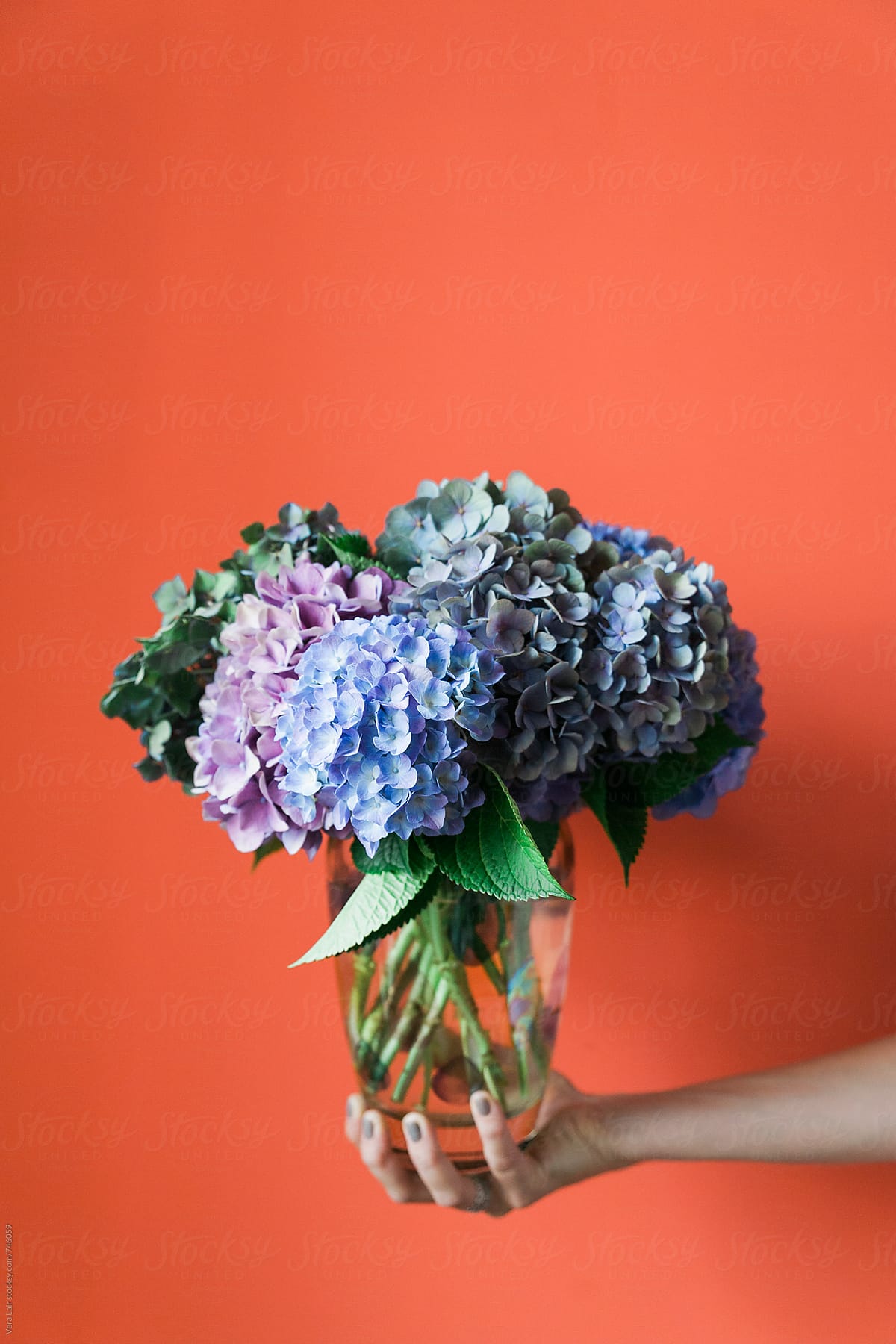 A bouquet of hydrangea
