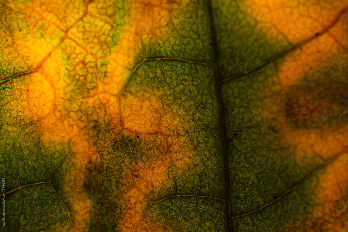 Autumn leaf macro close-up texture