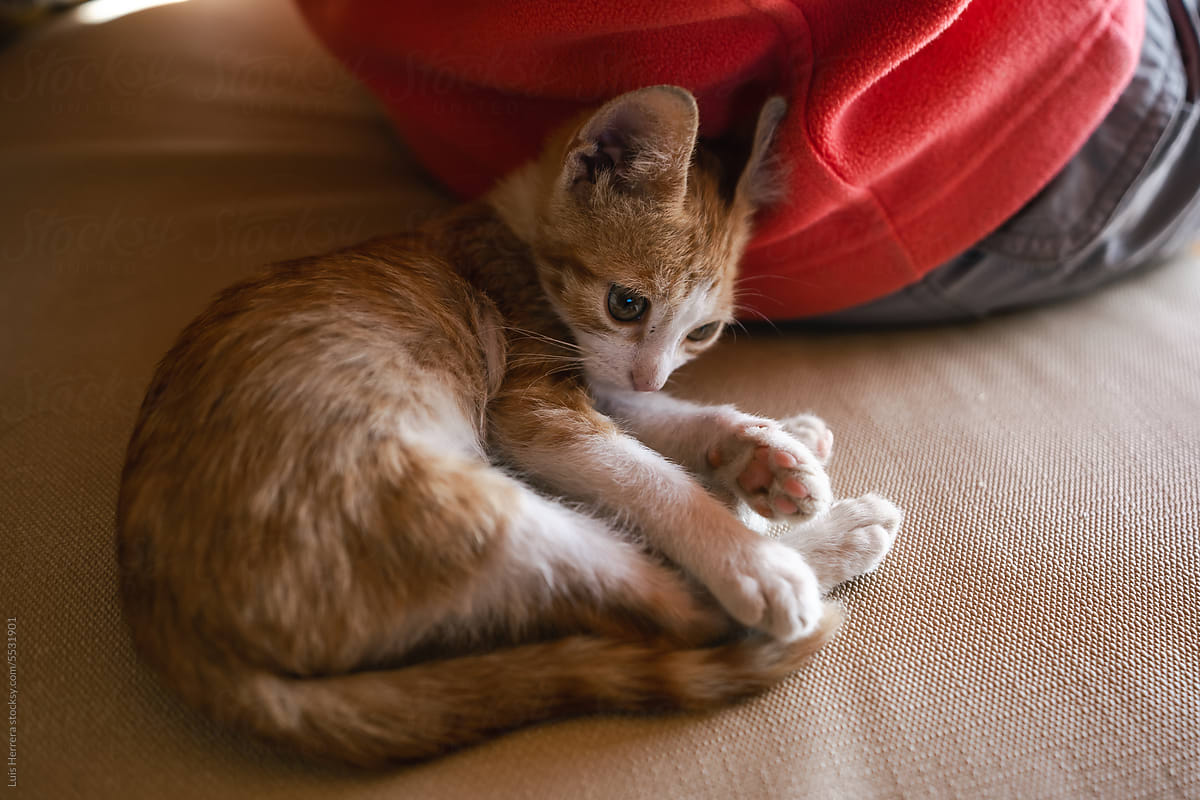 adorable orange kitten