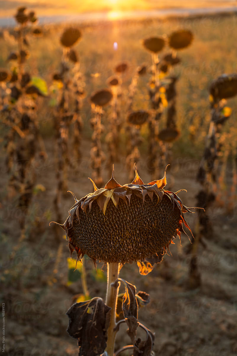 Dried sunflower, climate change