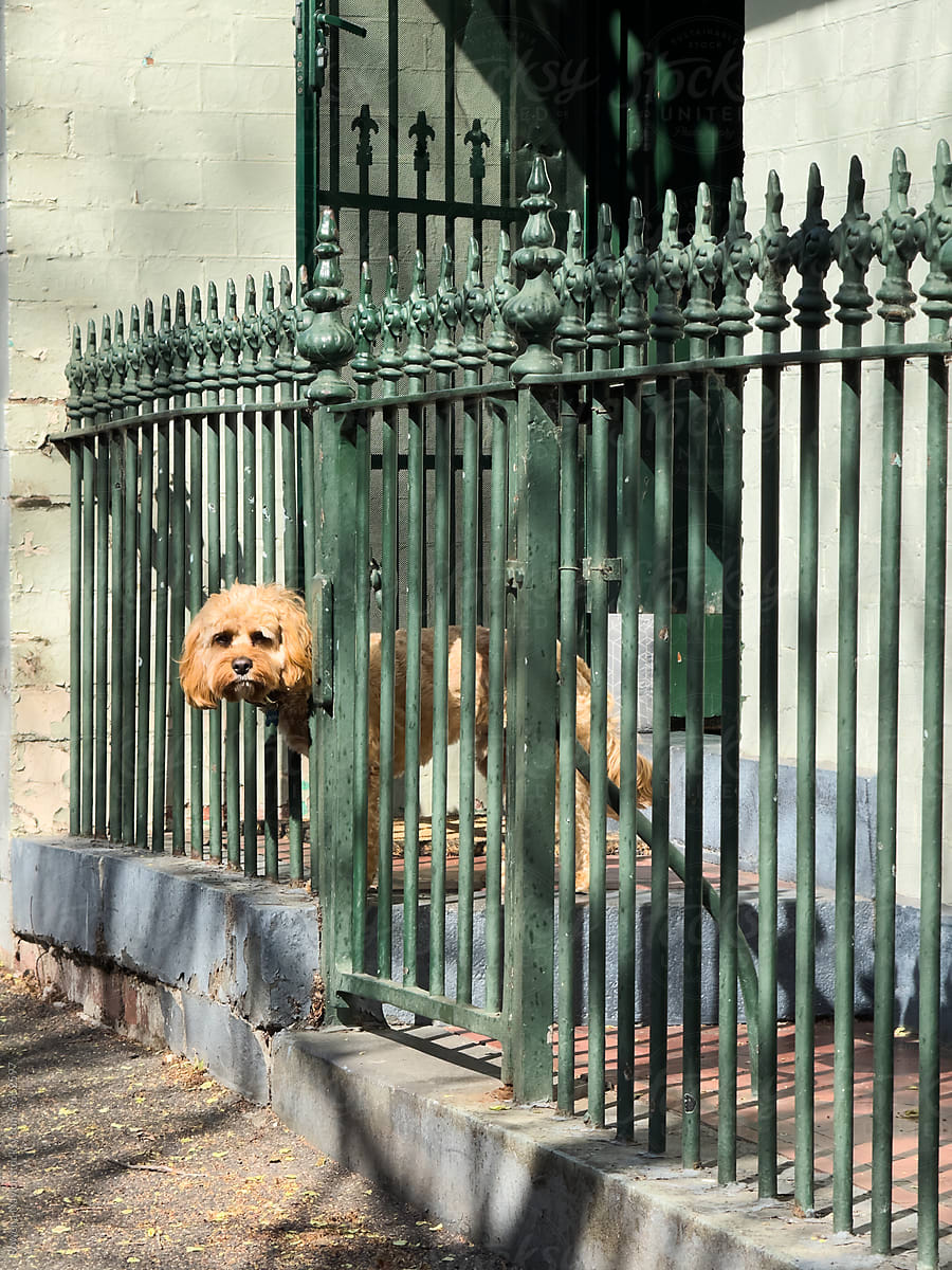 Dog looking through fence railings