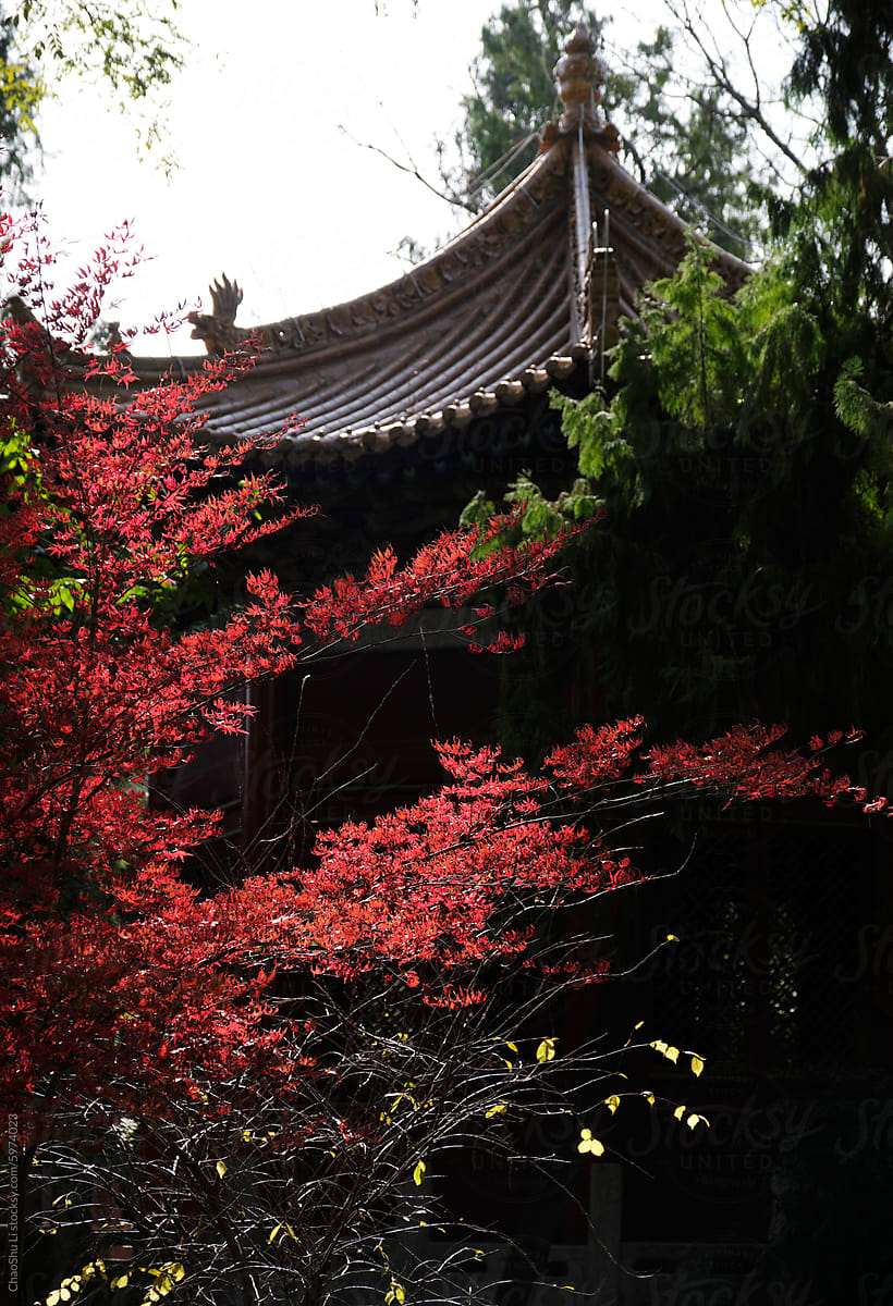Red maple leaves in the courtyard of the ancient city building