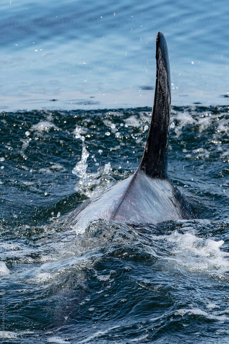 A Dolphin Fin Surfaces