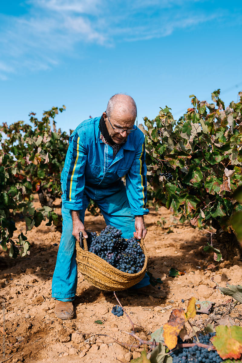 Aged farmer lifting basket full of grapes