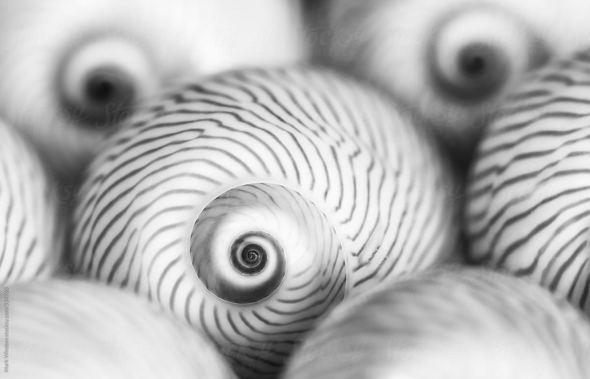 \'Lined Moon\' seashells in black and white