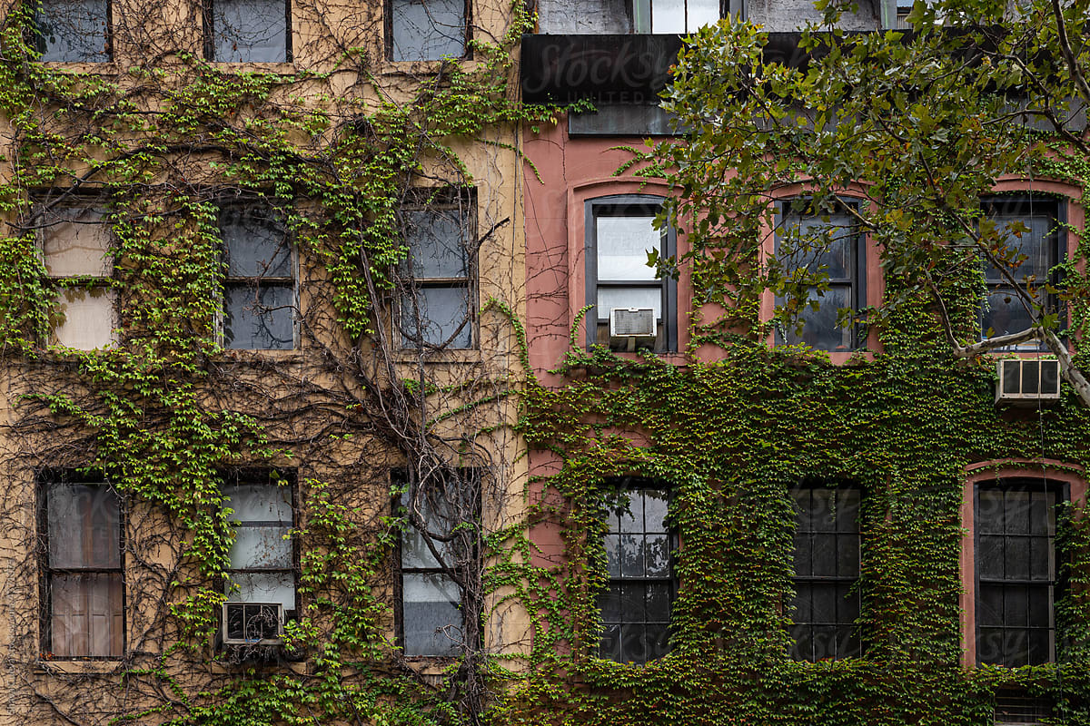 Facade building houses covered by plants