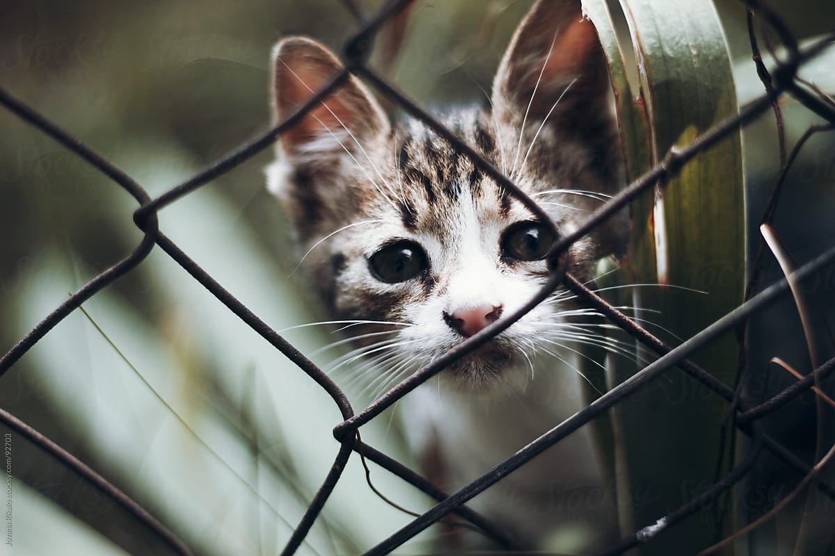 Cute baby cat behind fence in garden