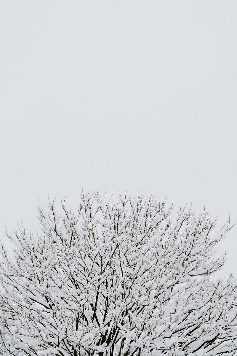 Late snowfall covering the branches of a tree in spring