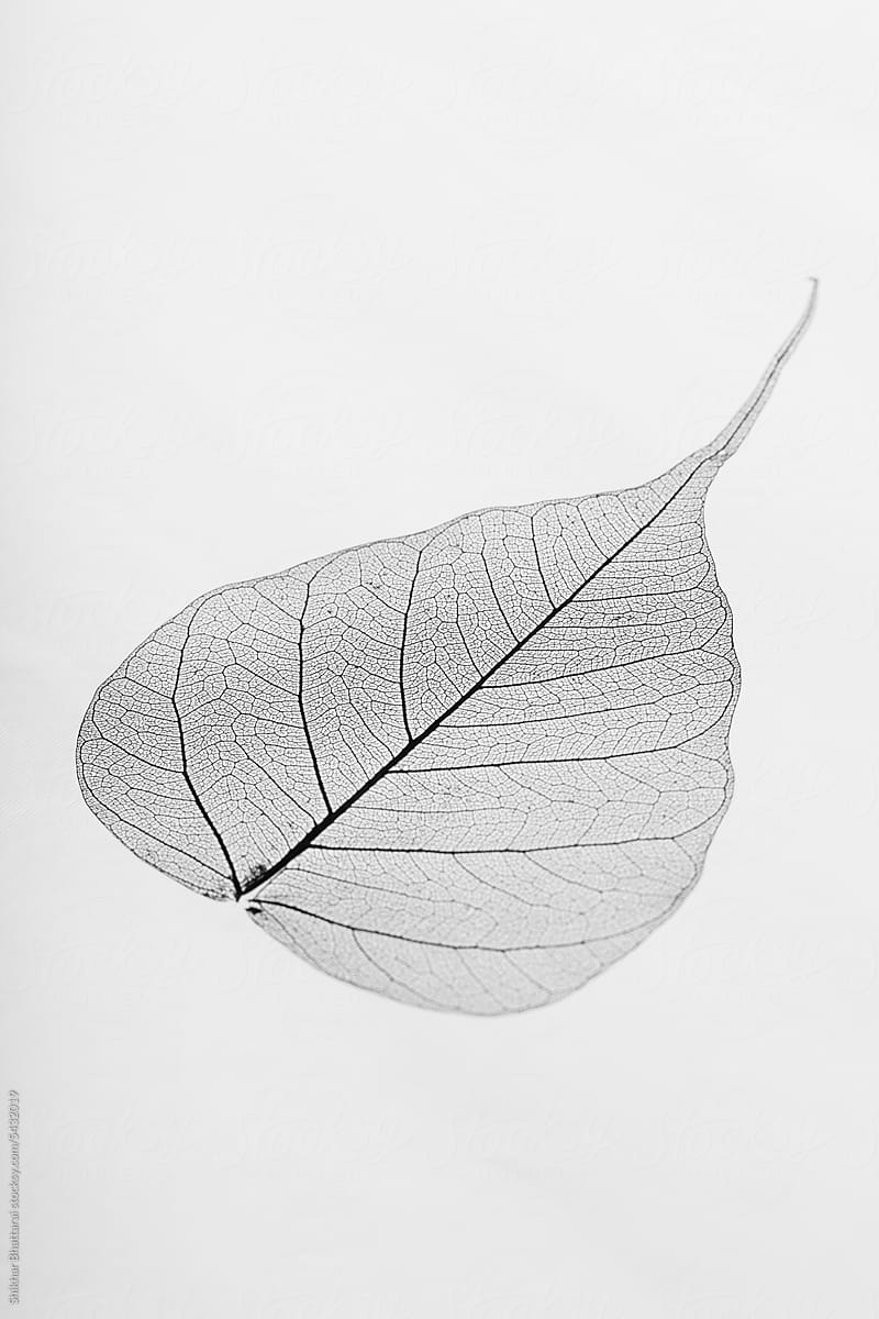 Pipal leaf on a white background.