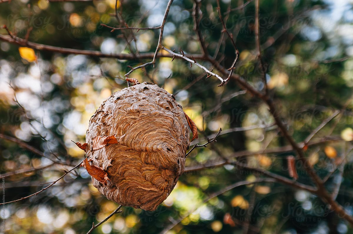 hornet\'s nest, hanging from a branch