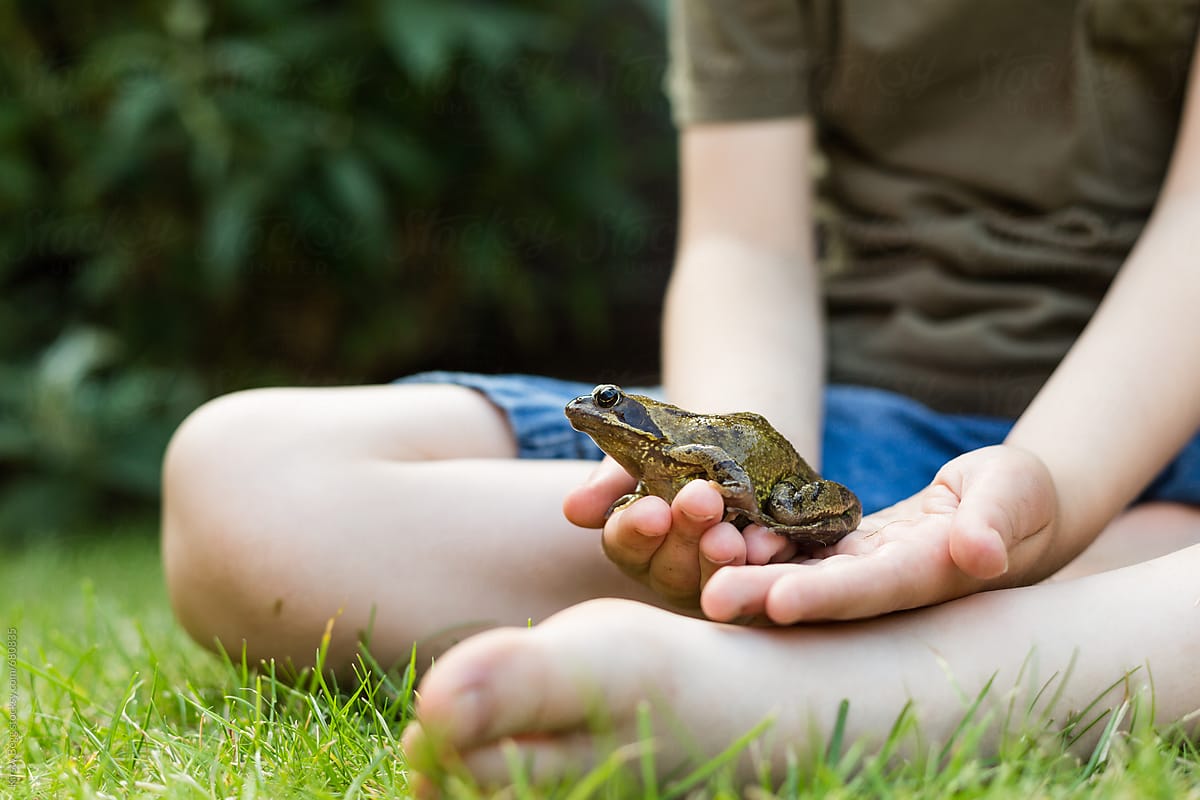Little boy holding a garden frog in summer at home