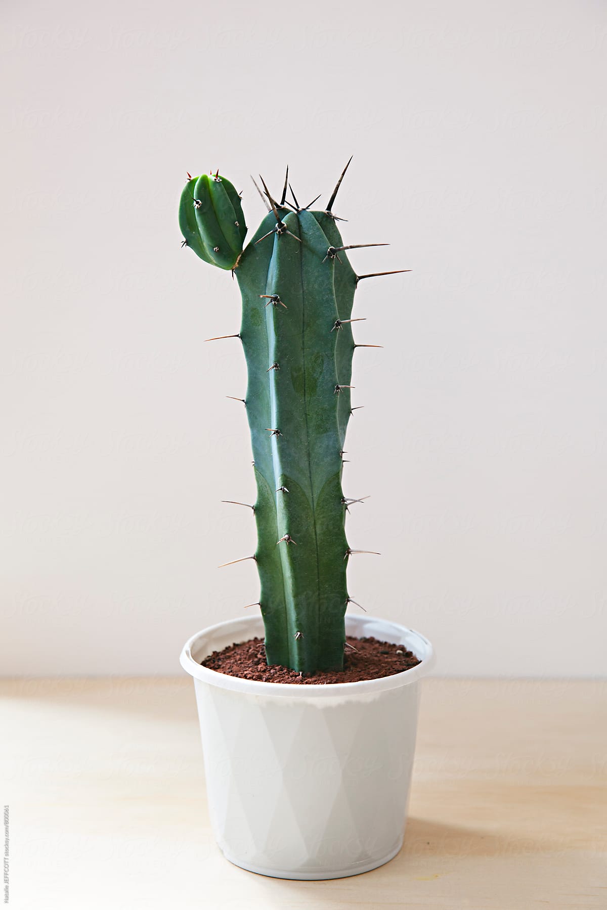 Spiky Cactus Sits Indoors In A White Pot Against A White Background" by  Stocksy Contributor "Natalie JEFFCOTT" - Stocksy