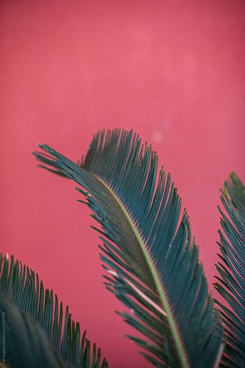 Green over pink.