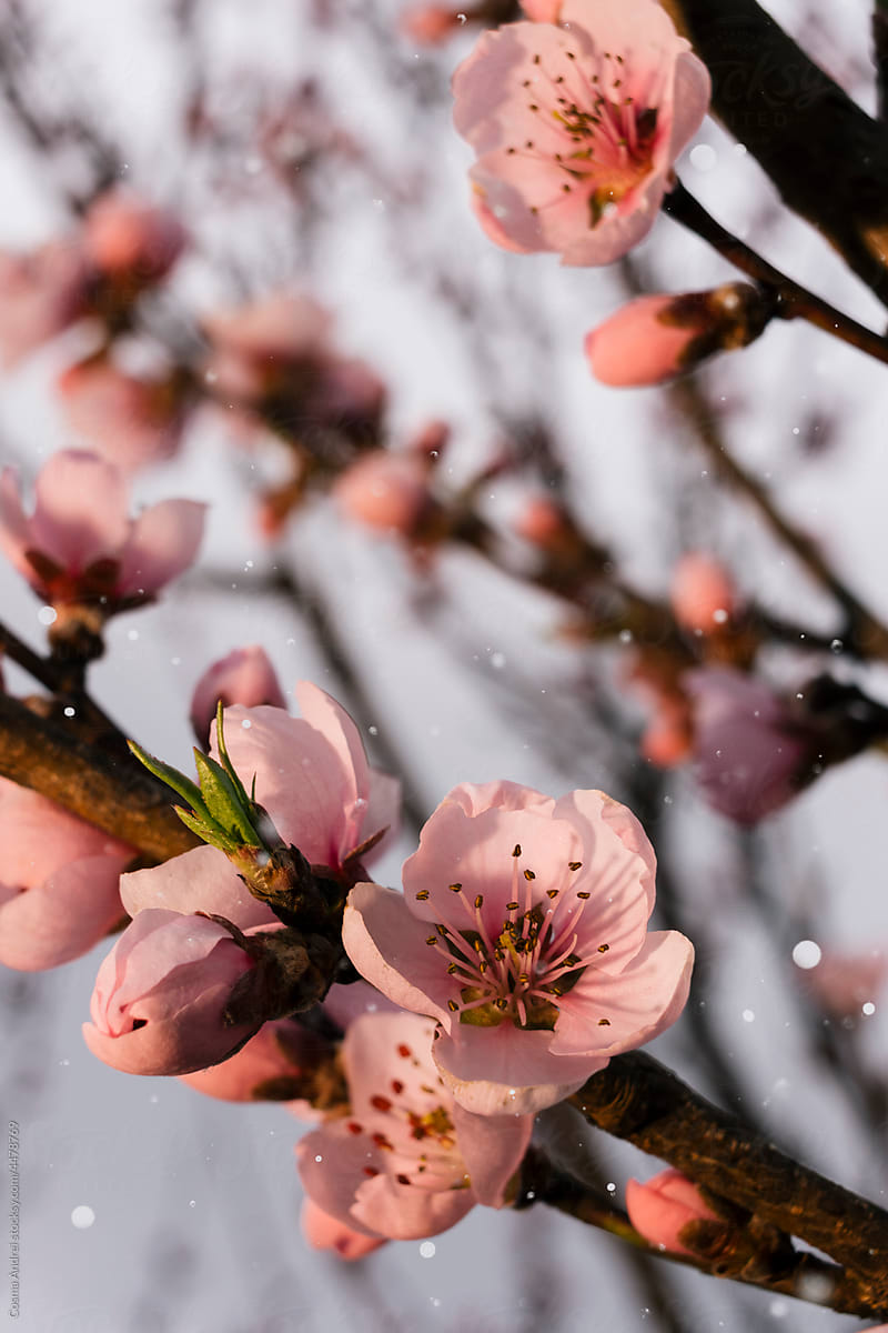 Cherry tree flowers in spring