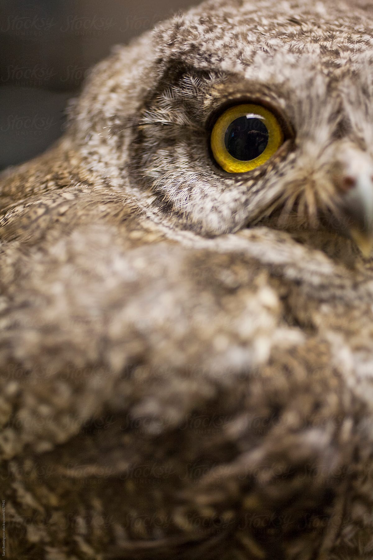 Yellow Eye Live Owl In Bird Sanctuary