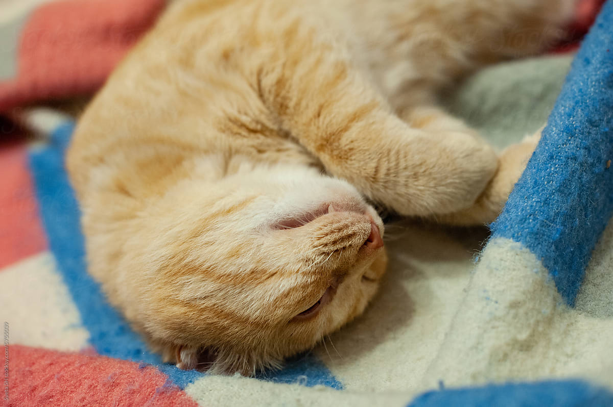 Sleepy Ginger Cat