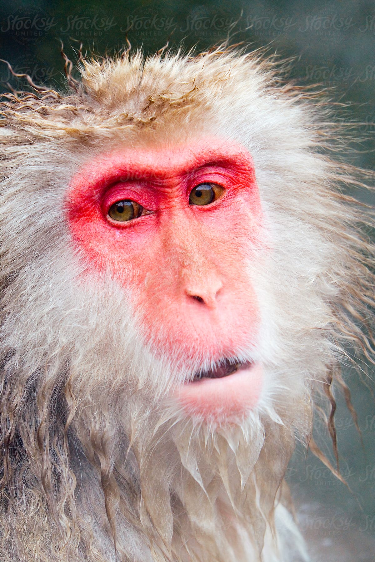 Japan, Japanese Macaque Monkey (Snow Monkey)