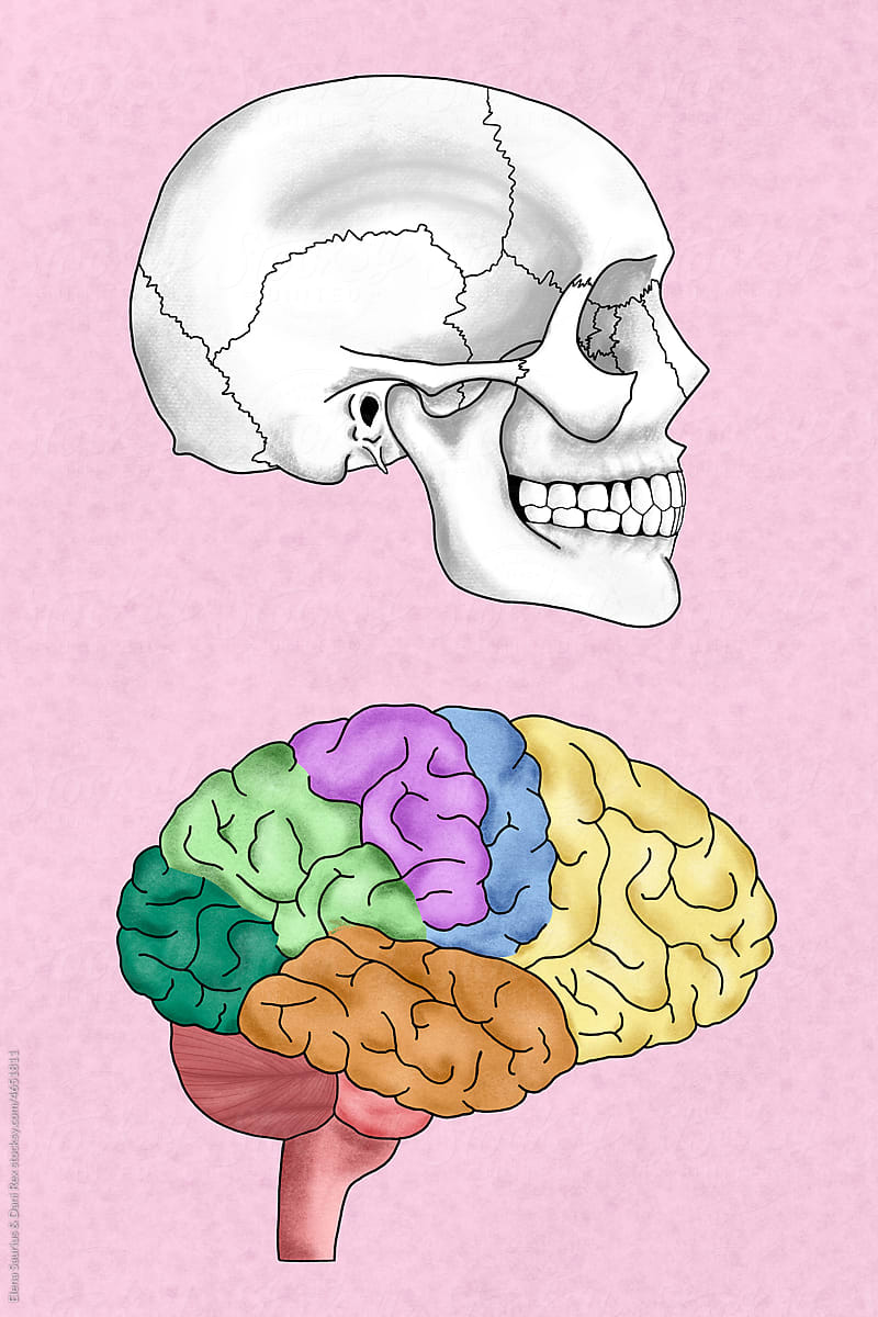 Human brain and human skull illustration