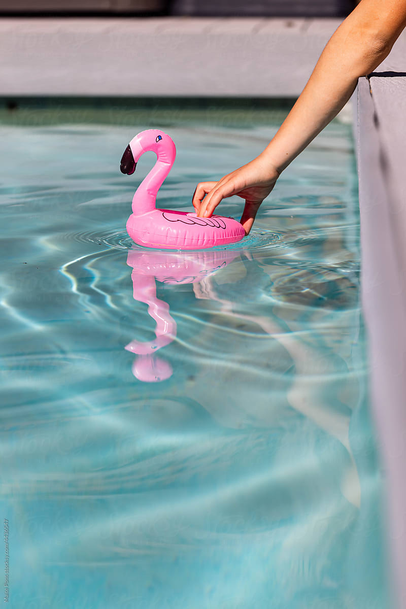Flamingo in the pool