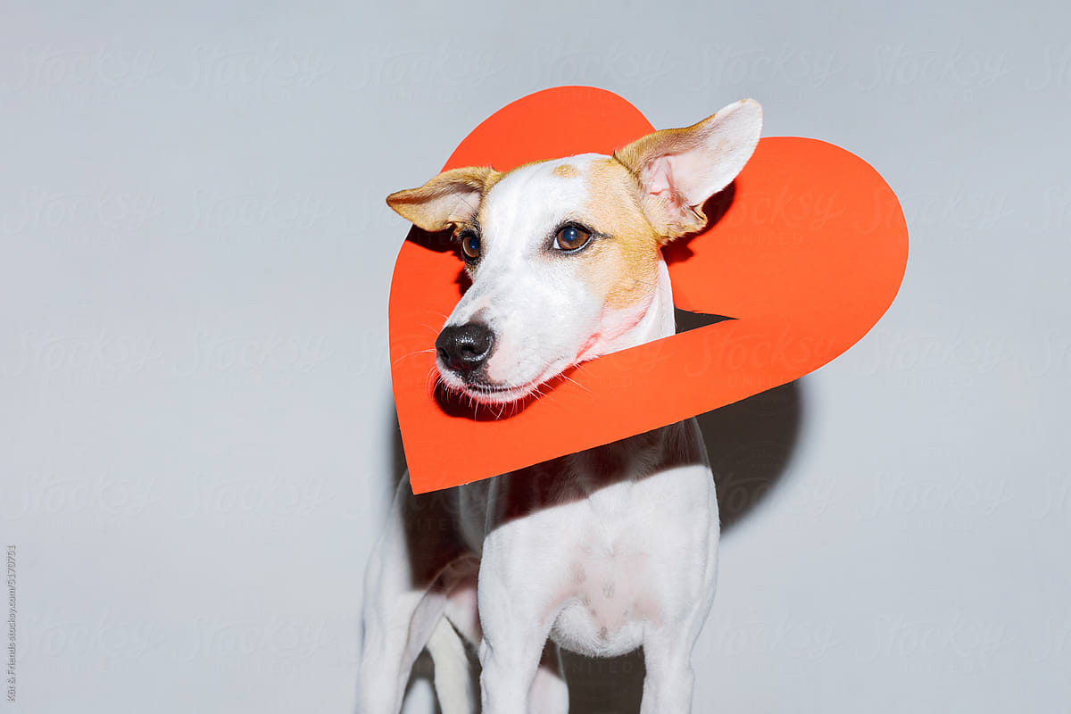 Direct Flash Photo Of A Romantic Dog