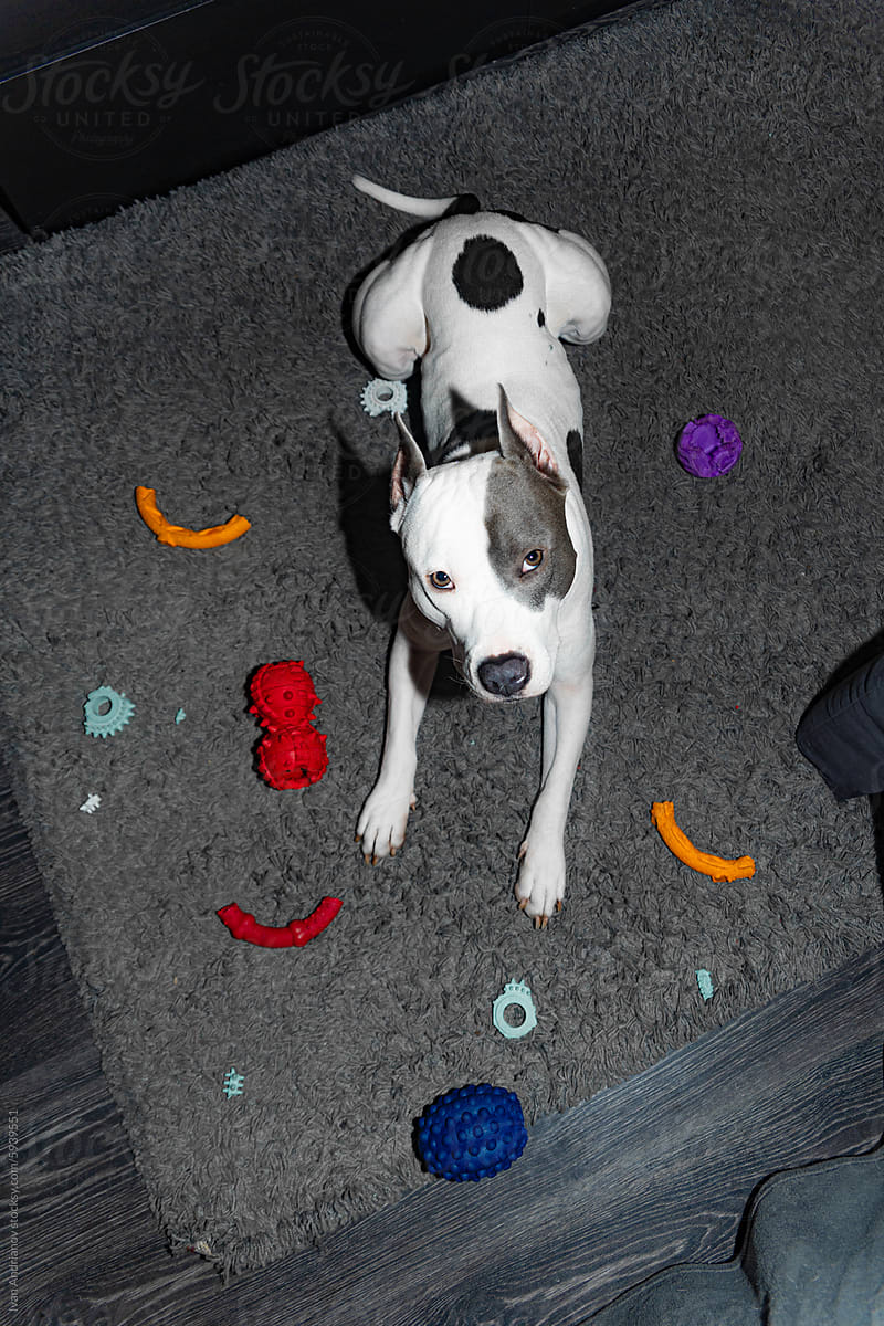 Dog With Toys At Home