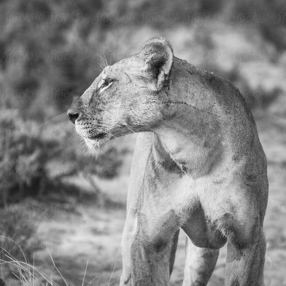 Lioness profile in black and white