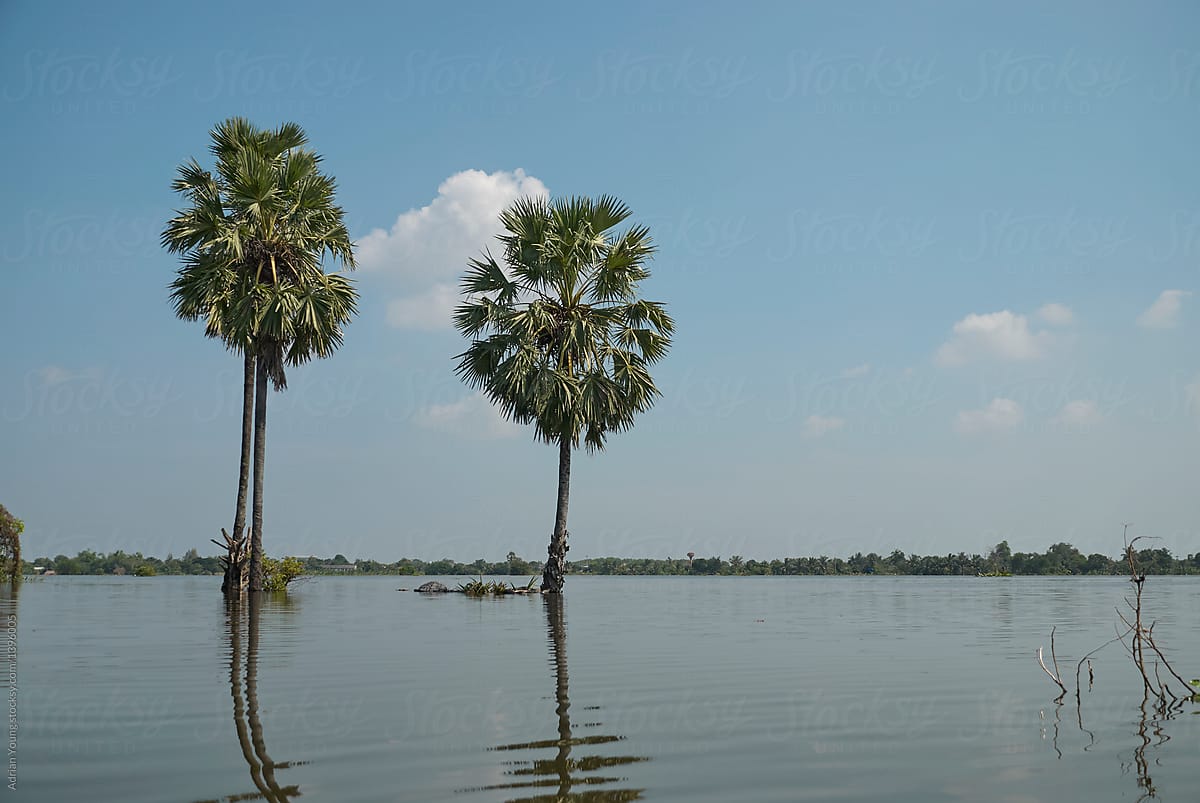 Palm Trees In Flood Waters