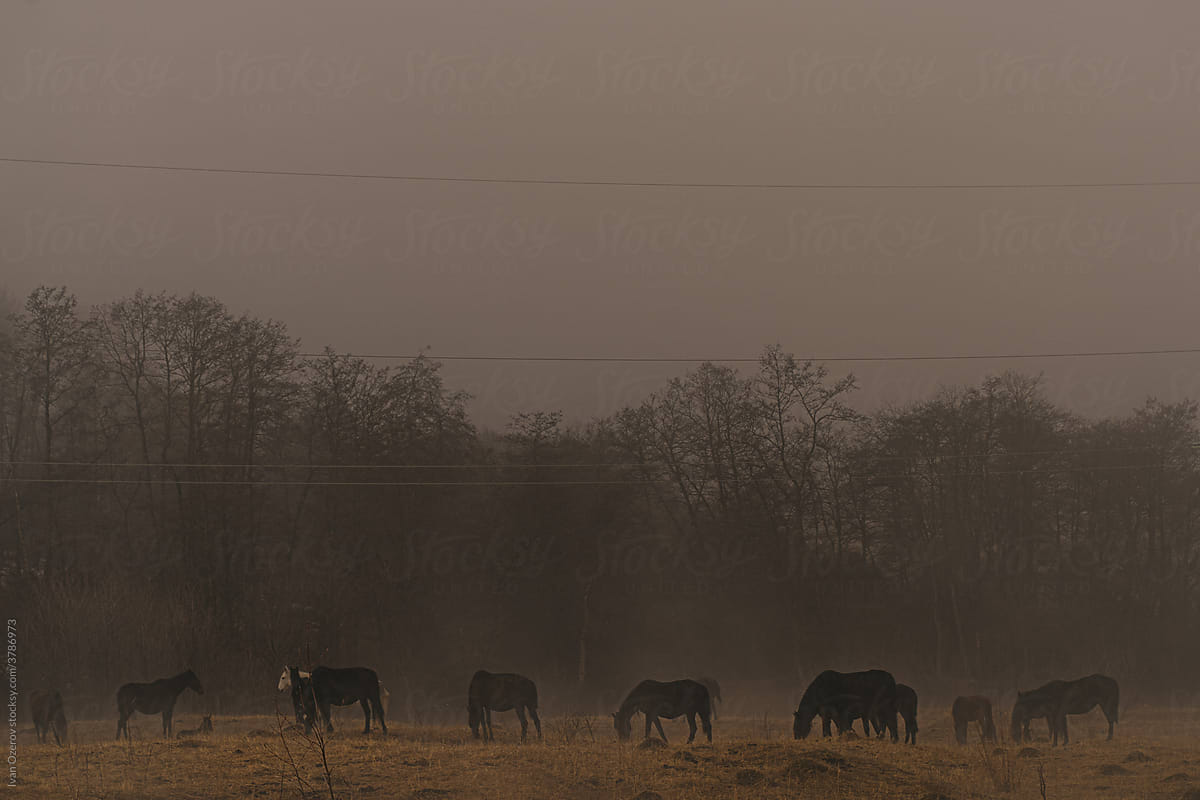 horses graze in the fog