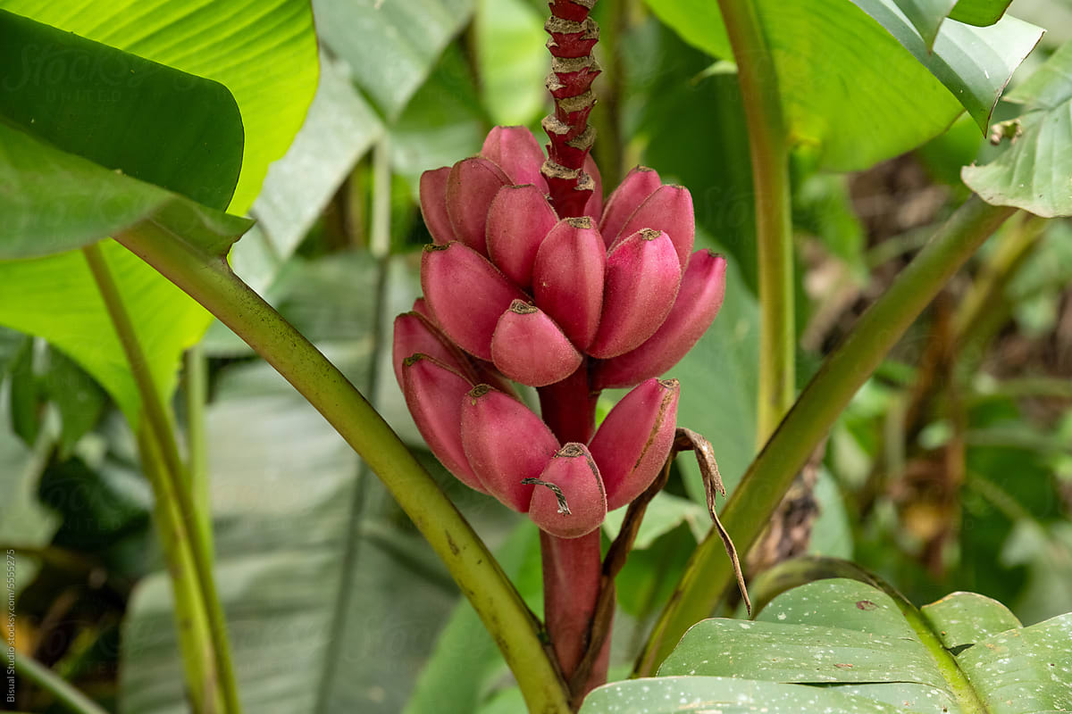 Pink banana with ripe fruits on green leaves tree in daylight